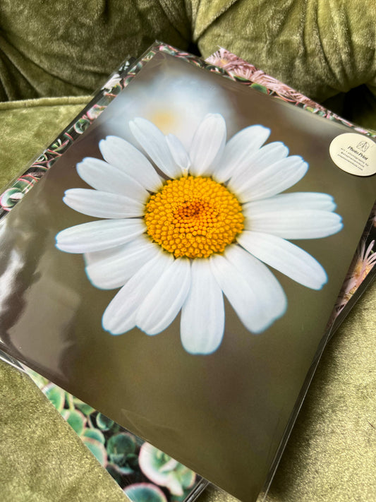 Flower Power Daisy - Fine Art Photo Print | Colorado Photography