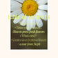 Creative Guide to Pressing Flowers — Free Digital Download