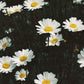 Daisies — 35mm Film Photo Print by Stephanie Mikuls