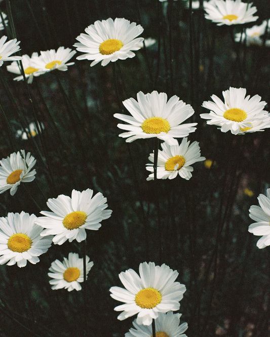 Daisies — 35mm Film Photo Print by Stephanie Mikuls