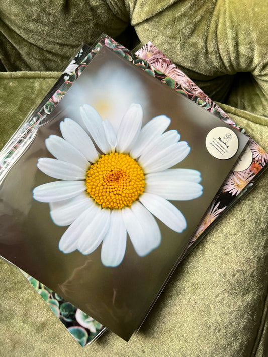 Flower Power Daisy - Fine Art Photo Print | Colorado Photography