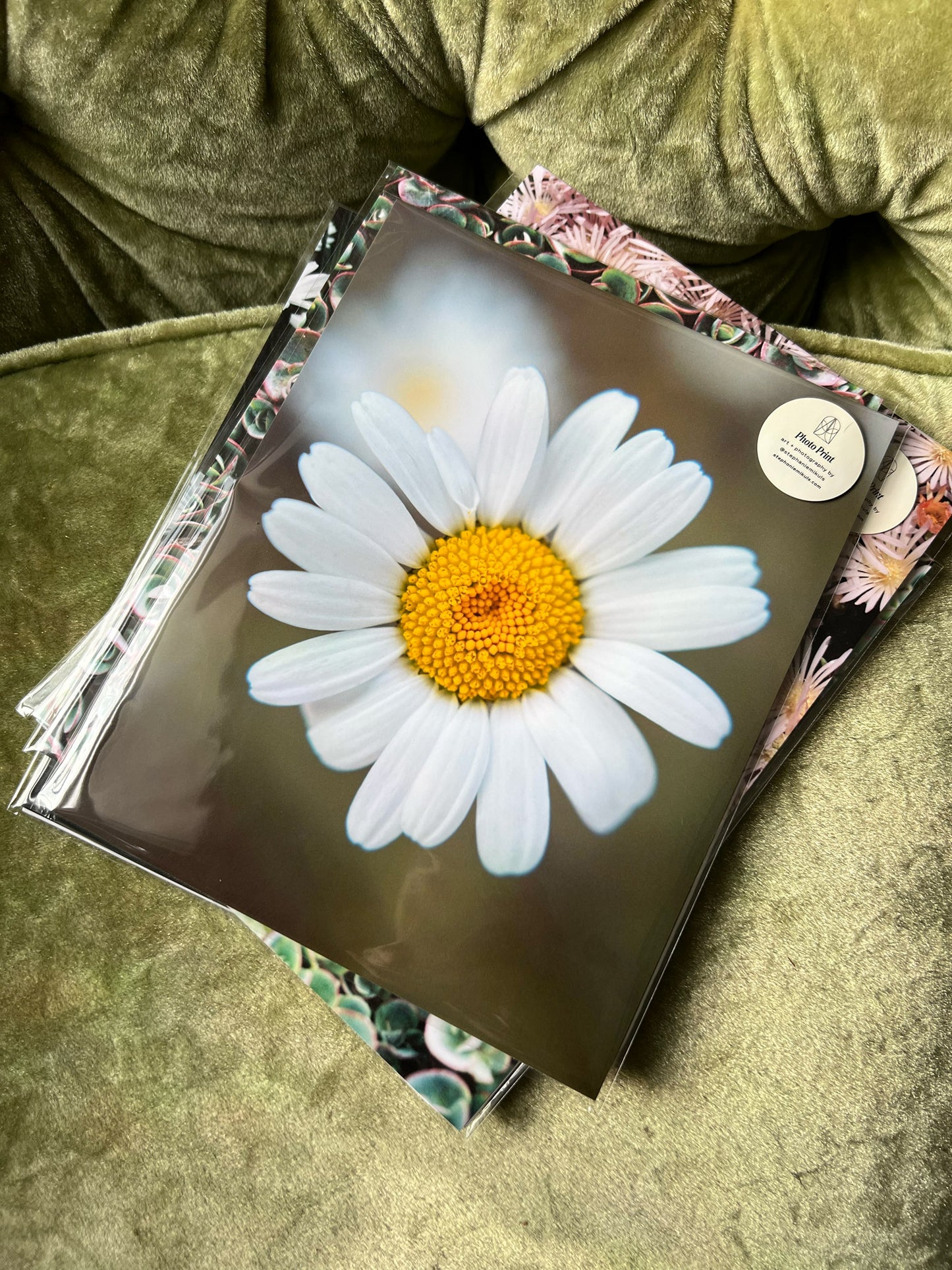 Flower Power Daisy - Fine Art Photo Print | Colorado Photography