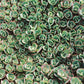 Succulent Green — 35mm Film Photo Print