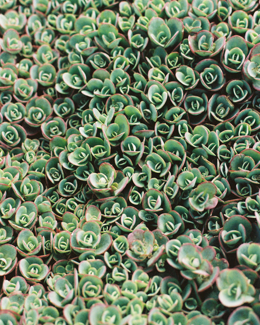 Succulent Green — 35mm Film Photo Print