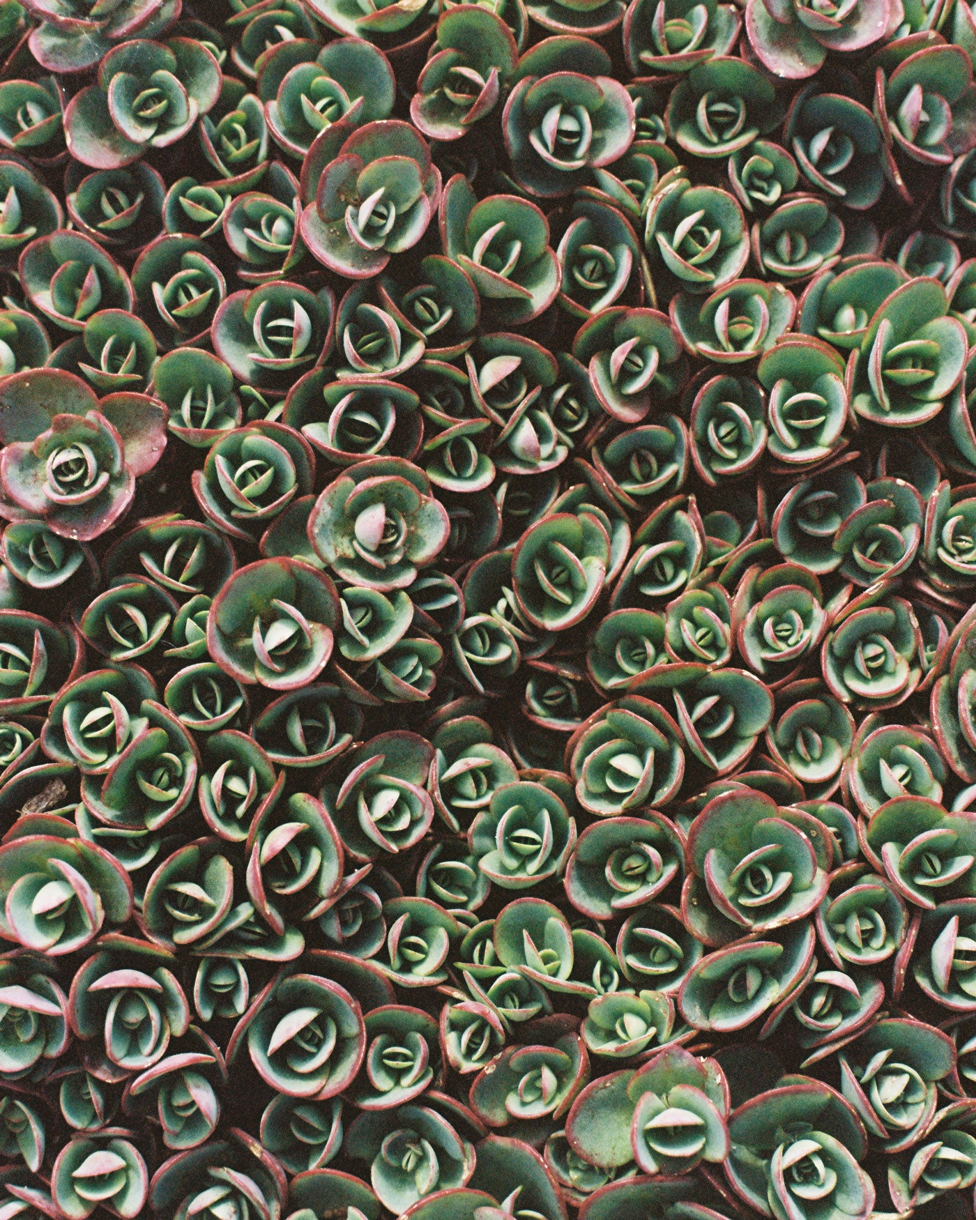 Succulent Red — 35mm Film Photo Print
