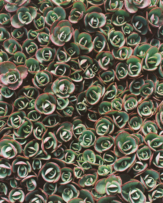 Succulent Red — 35mm Film Photo Print