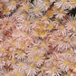 Pink Flowers — 35mm Film Photo Print