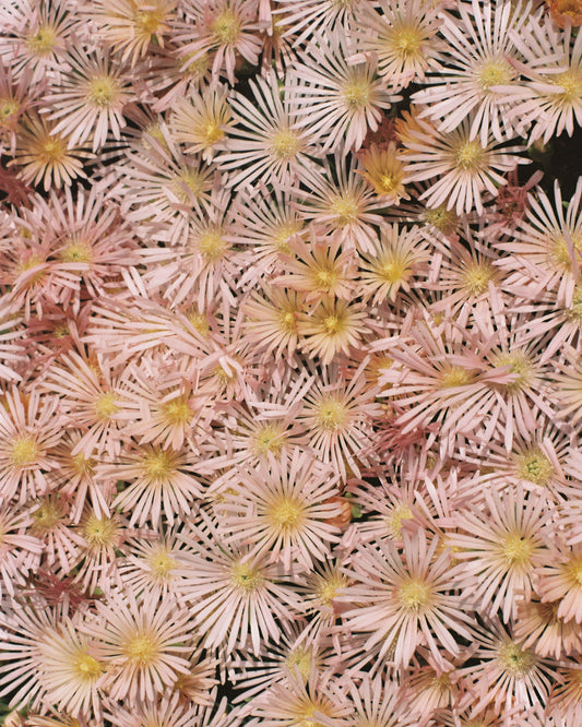 Pink Flowers — 35mm Film Photo Print