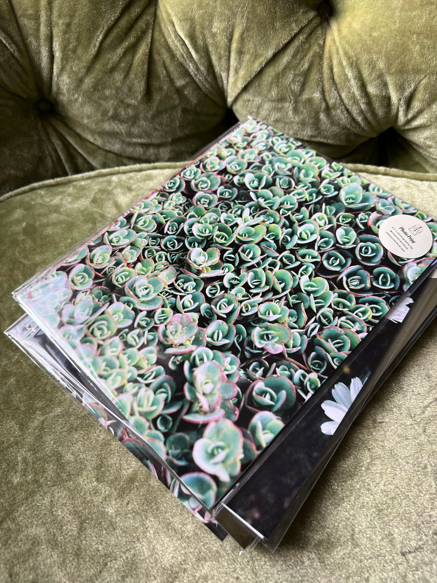 Succulent Green — 35mm Film Photo Print