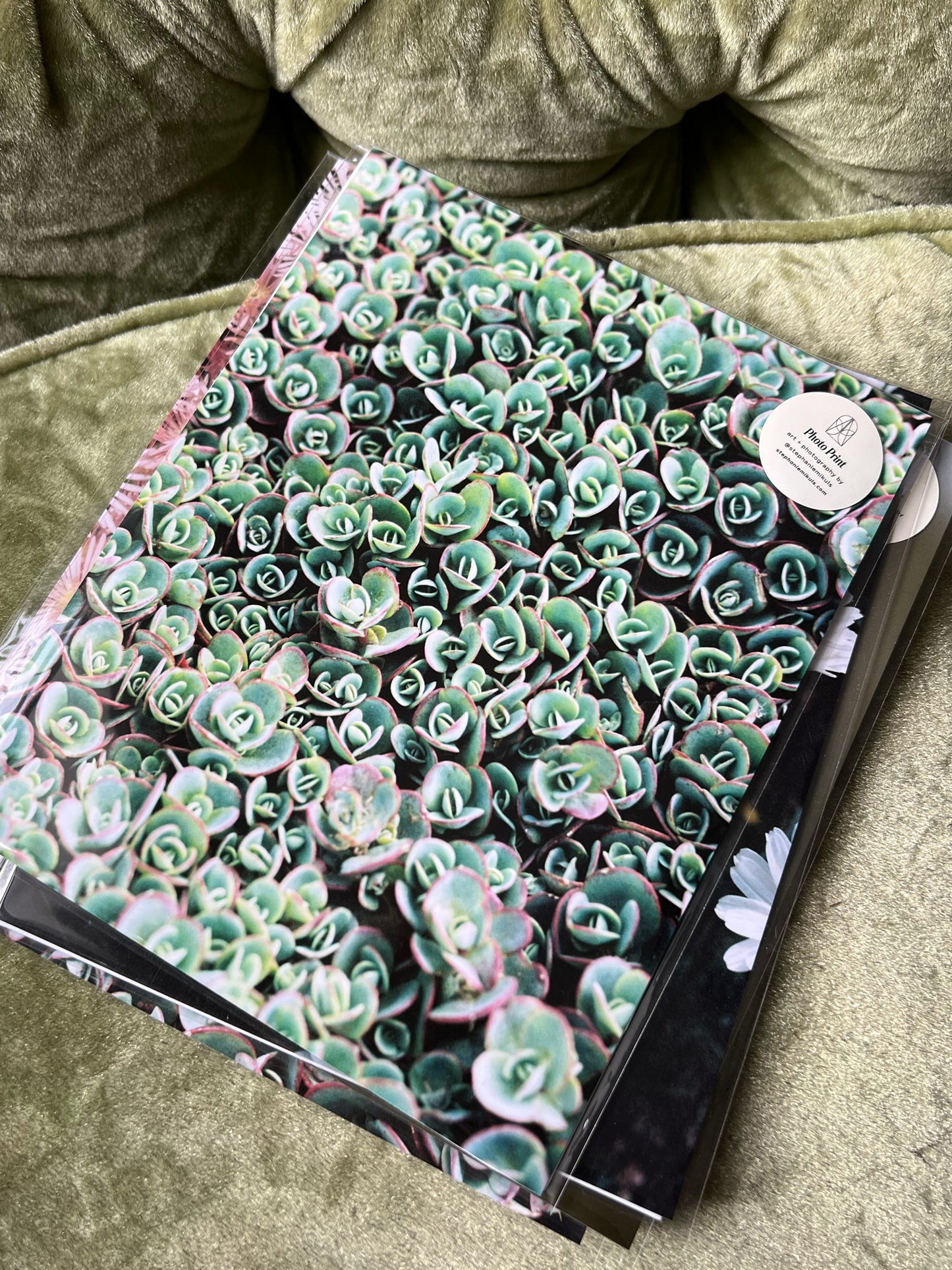 Succulent Green — 35mm Film Photo Print
