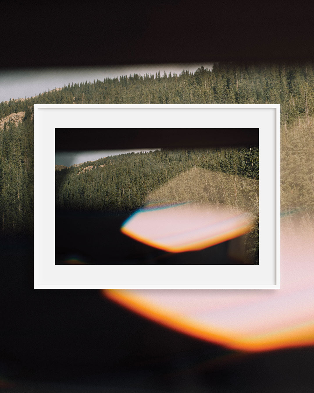 Pink Flare Pines — Colorado Prism Fine Art Print